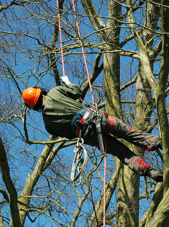 Driveways, Patios, and Treecare Service